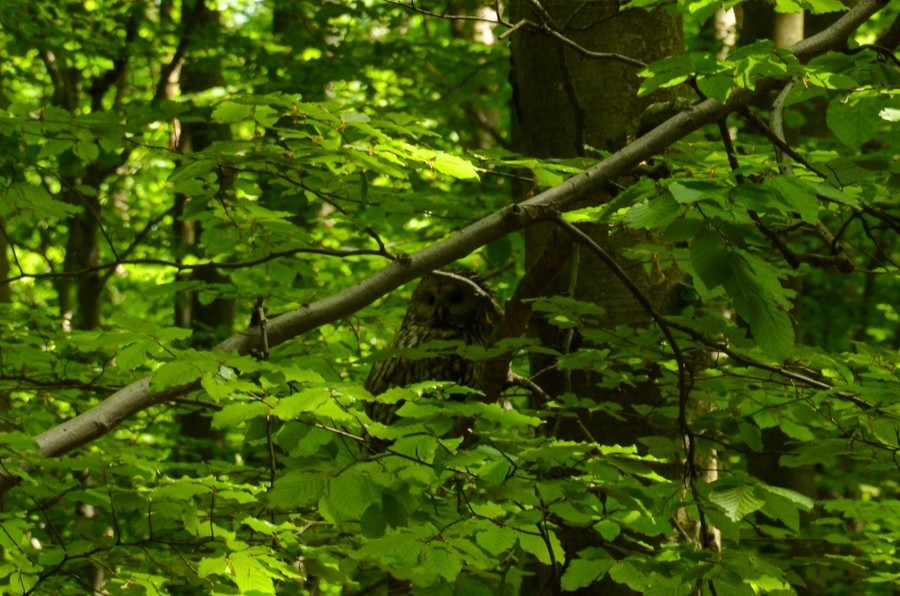 35 - Widokowo i polanowo. Pohronský Inovec