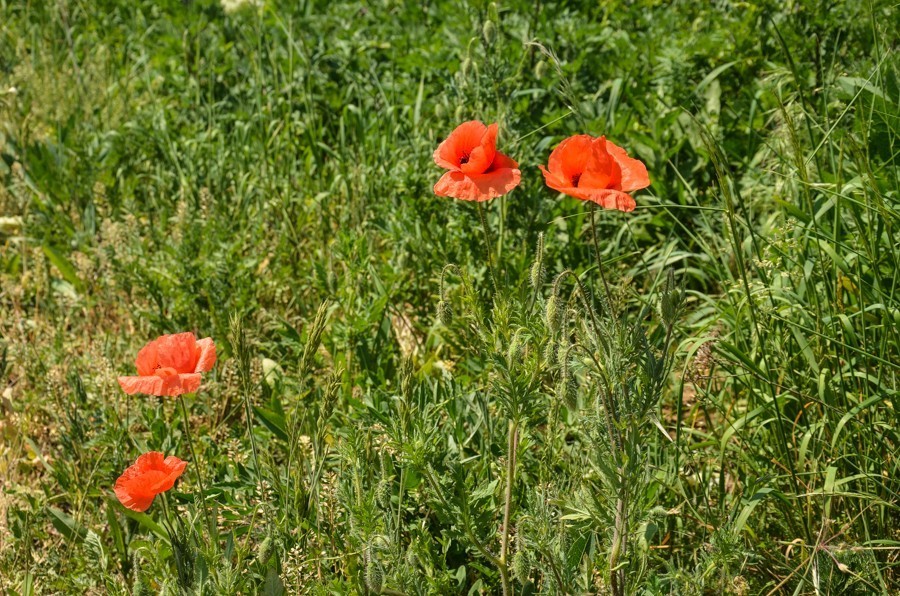 39 - Benát, Nitra i Topoľčianky, czyli powrót z gór