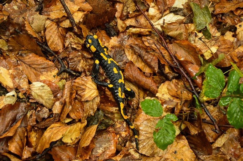 Salamandra