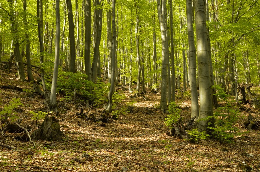 44 - Góry Strażowskie.  Rohatá skala i Ostrá Malenica