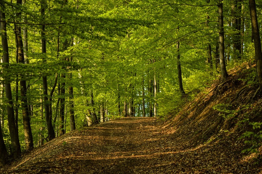 51 - Góry Strażowskie.  Rohatá skala i Ostrá Malenica