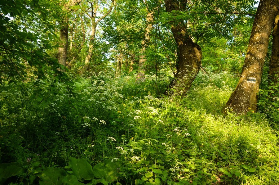 22 - Majówka po słowacku, czyli od Bojnic po górę Zobor