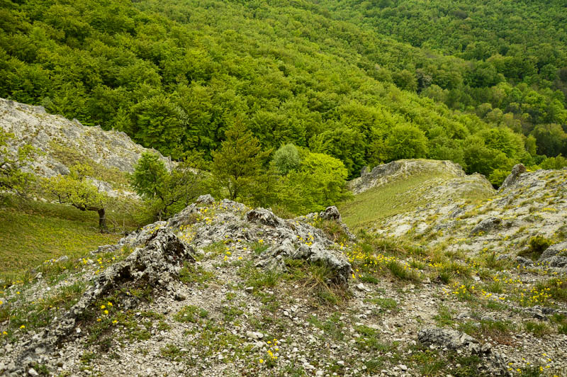 Jelenia hora