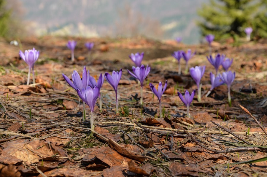 07 - Wiosenna Wielka Fatra. Zvolen i Končitá (nie Wurst)