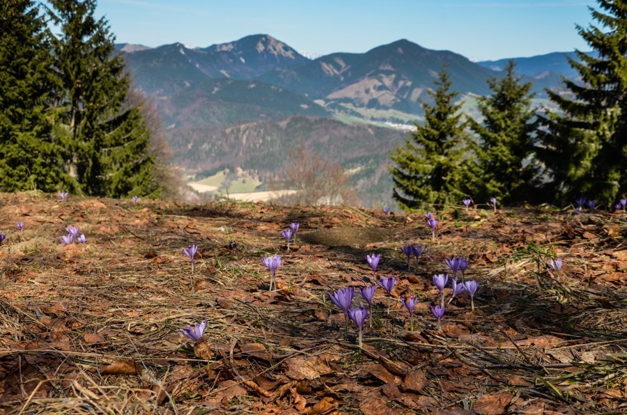 08 - Wiosenna Wielka Fatra. Zvolen i Končitá (nie Wurst)