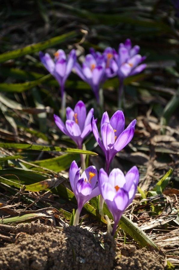 16 - Wiosenna Wielka Fatra. Zvolen i Končitá (nie Wurst)