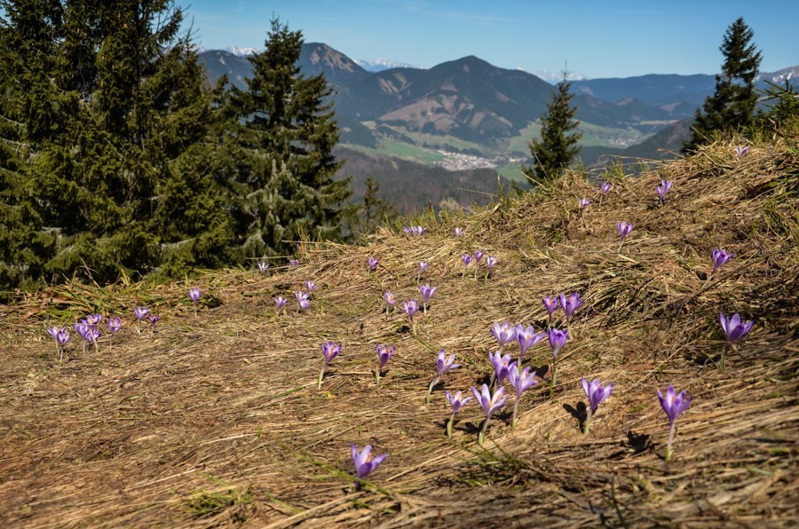 17 - Wiosenna Wielka Fatra. Zvolen i Končitá (nie Wurst)