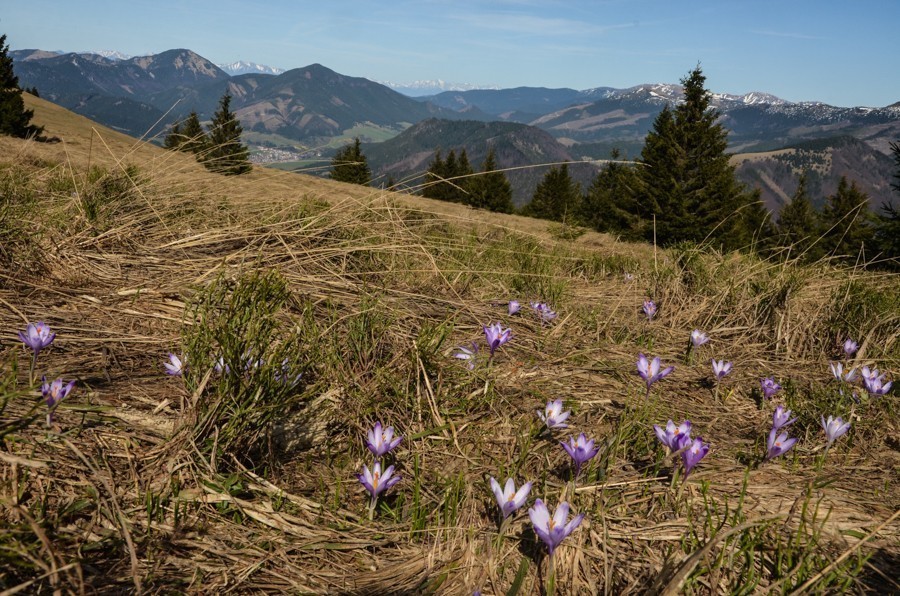 25 - Wiosenna Wielka Fatra. Zvolen i Končitá (nie Wurst)