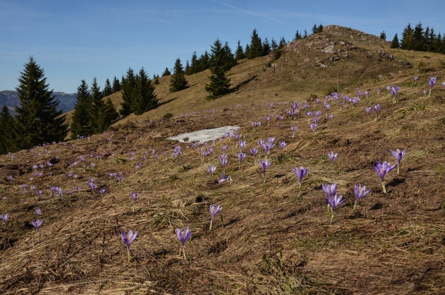 27 - Wiosenna Wielka Fatra. Zvolen i Končitá (nie Wurst)