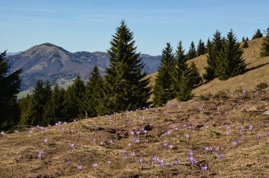 28 - Wiosenna Wielka Fatra. Zvolen i Končitá (nie Wurst)