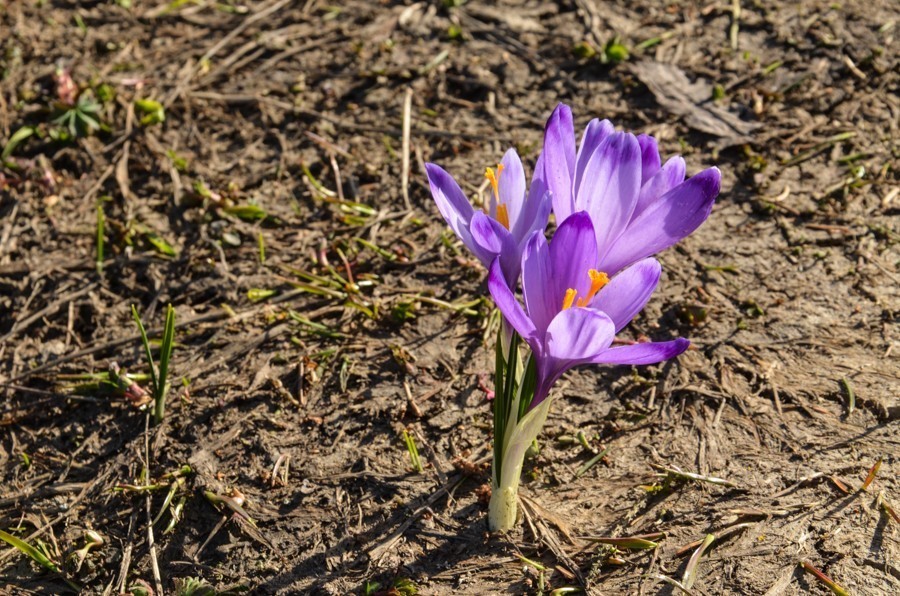 30 - Wiosenna Wielka Fatra. Zvolen i Končitá (nie Wurst)