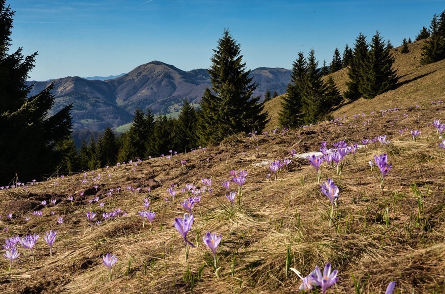 42 - Wiosenna Wielka Fatra. Zvolen i Končitá (nie Wurst)