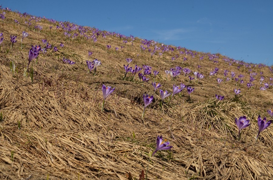 11 - Krokusowa Fatra - Ploska i Borisov