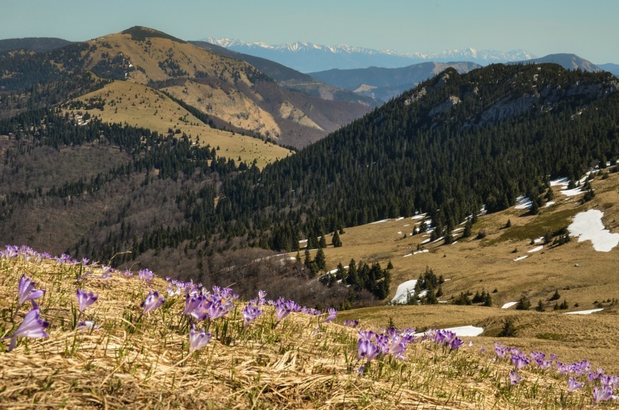 17 - Krokusowa Fatra - Ploska i Borisov