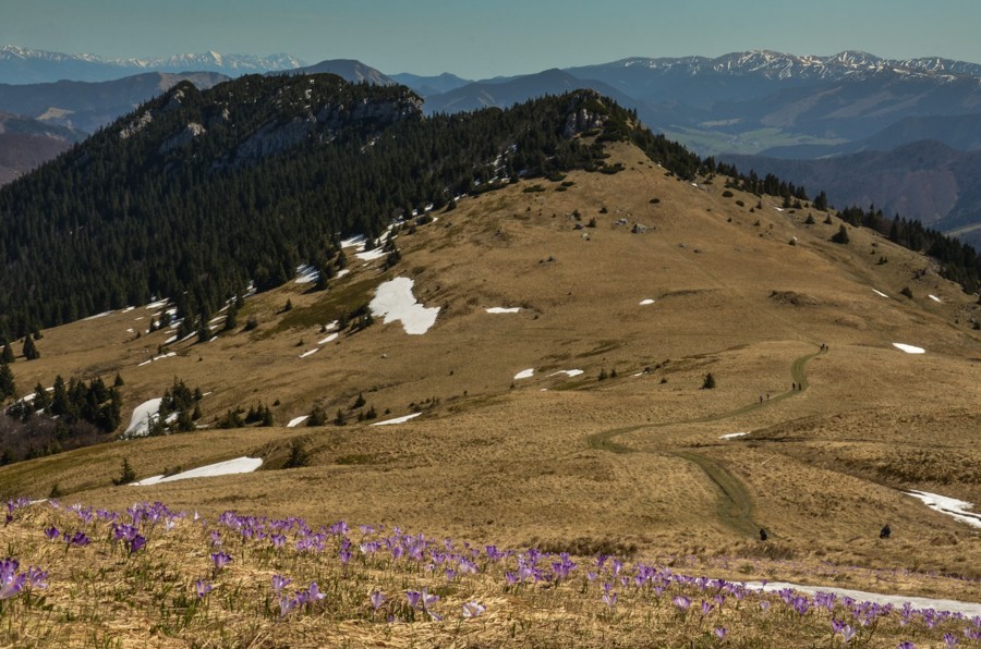 21 - Krokusowa Fatra - Ploska i Borisov