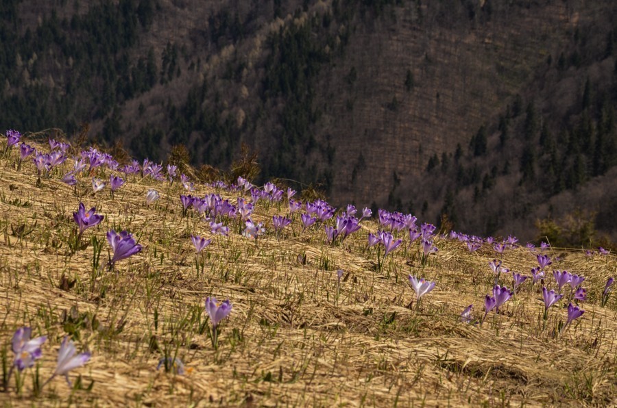 22 - Krokusowa Fatra - Ploska i Borisov