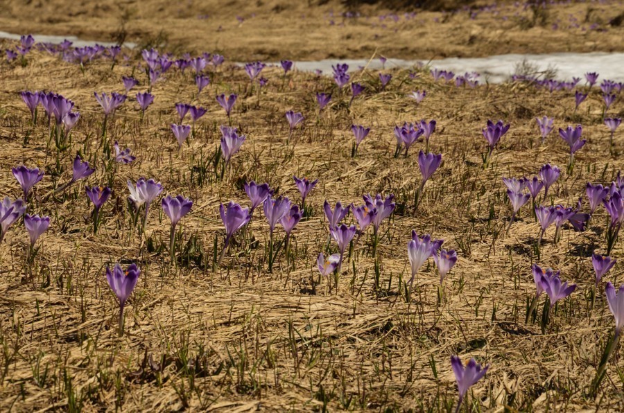 23 - Krokusowa Fatra - Ploska i Borisov