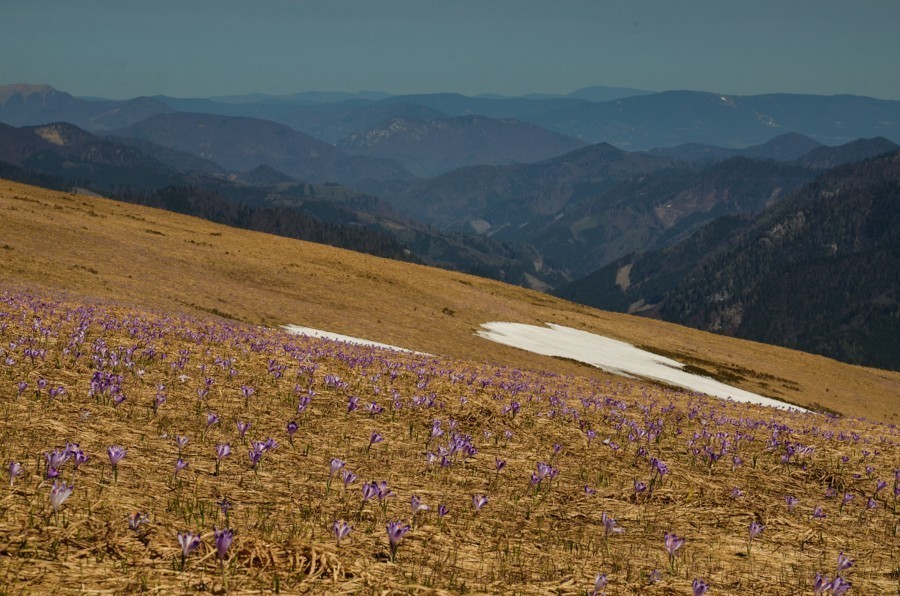 27 - Krokusowa Fatra - Ploska i Borisov