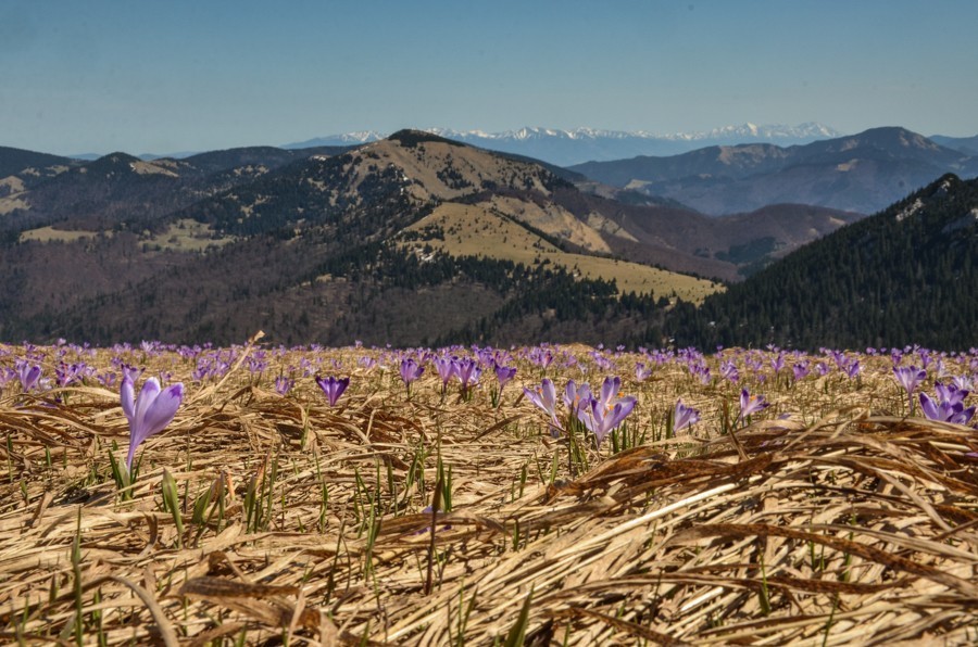 30 - Krokusowa Fatra - Ploska i Borisov