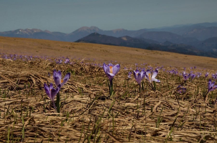 34 - Krokusowa Fatra - Ploska i Borisov