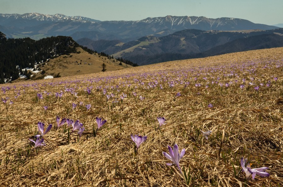 37 - Krokusowa Fatra - Ploska i Borisov