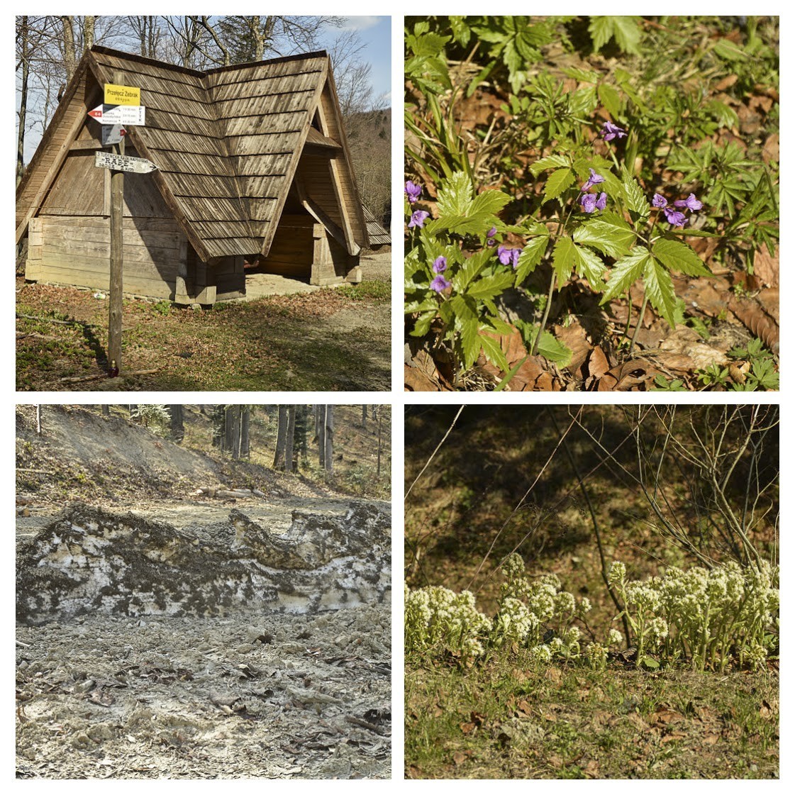 47 - Wola Michowa, Mików i Smolnik przez przełęcz Żebrak