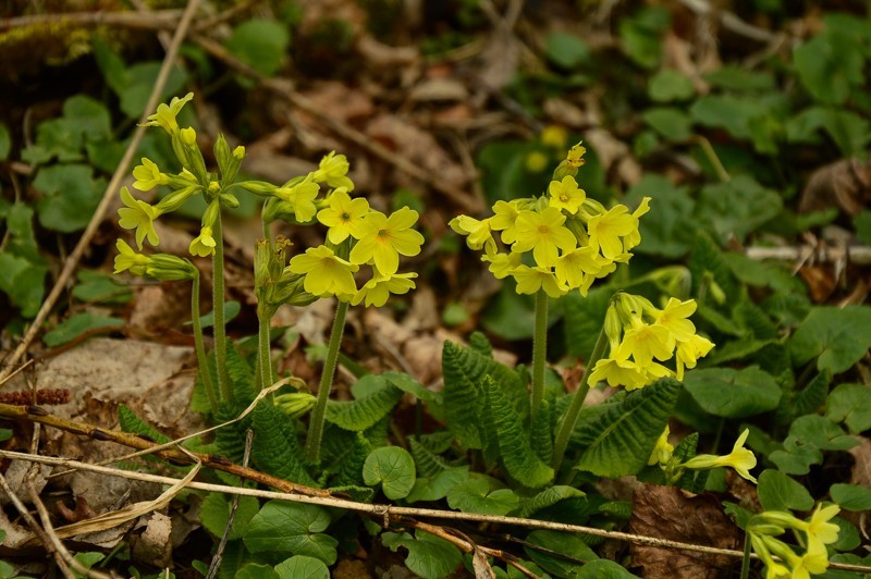 Wróżna