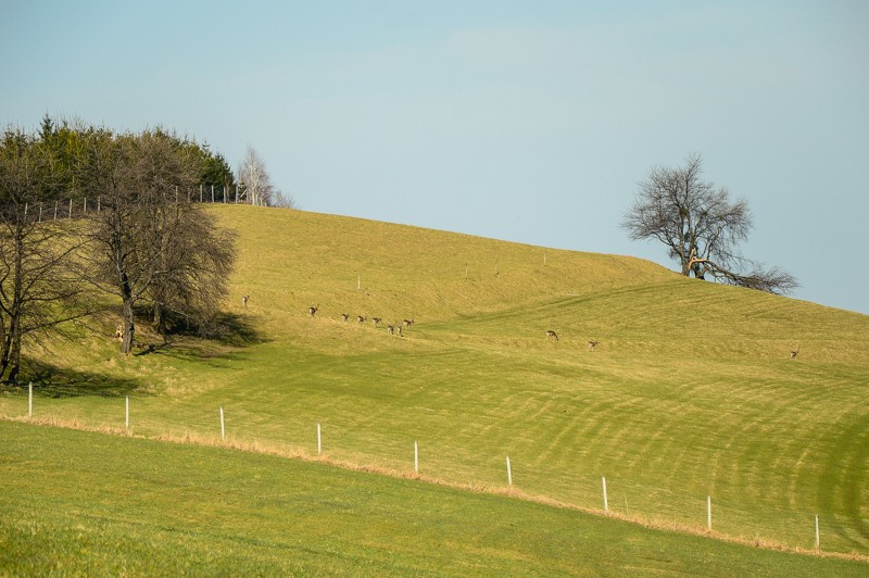 Wróżna