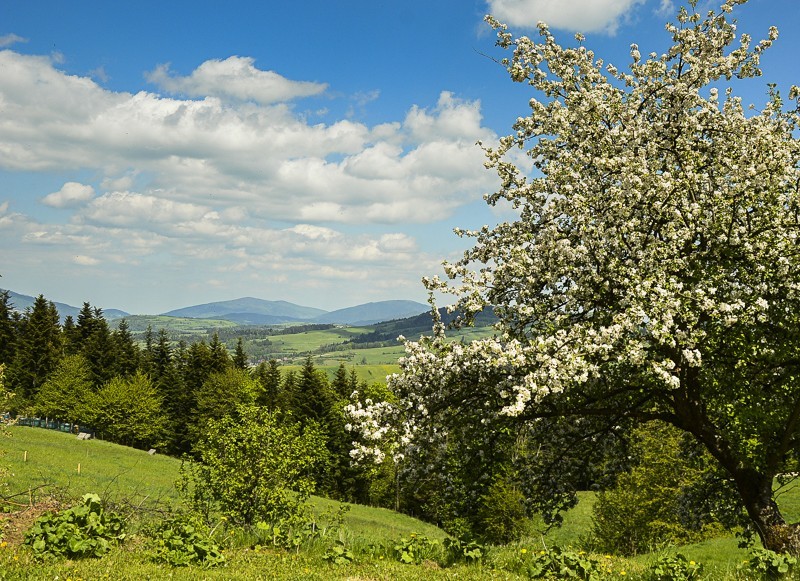 09 - Góra Chabówka. Widokowe szlaki w okolicach Rabki