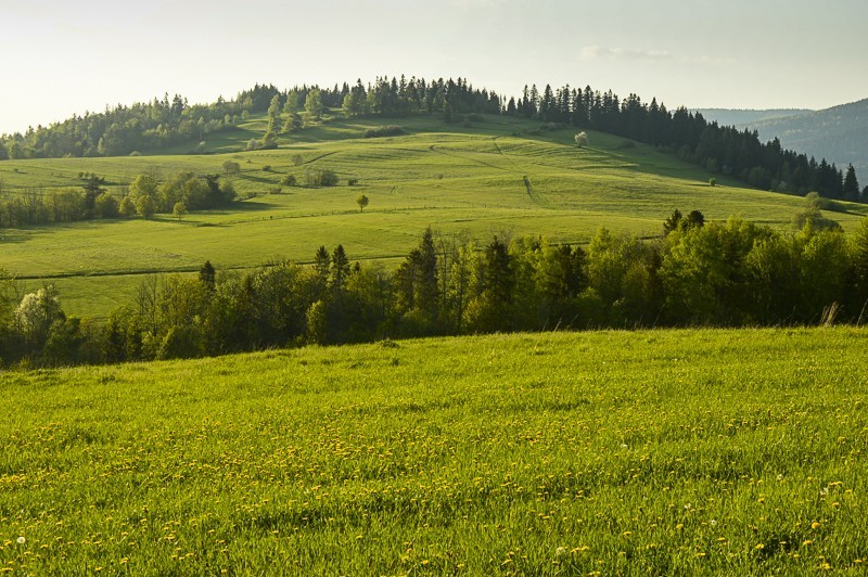 Grzebień