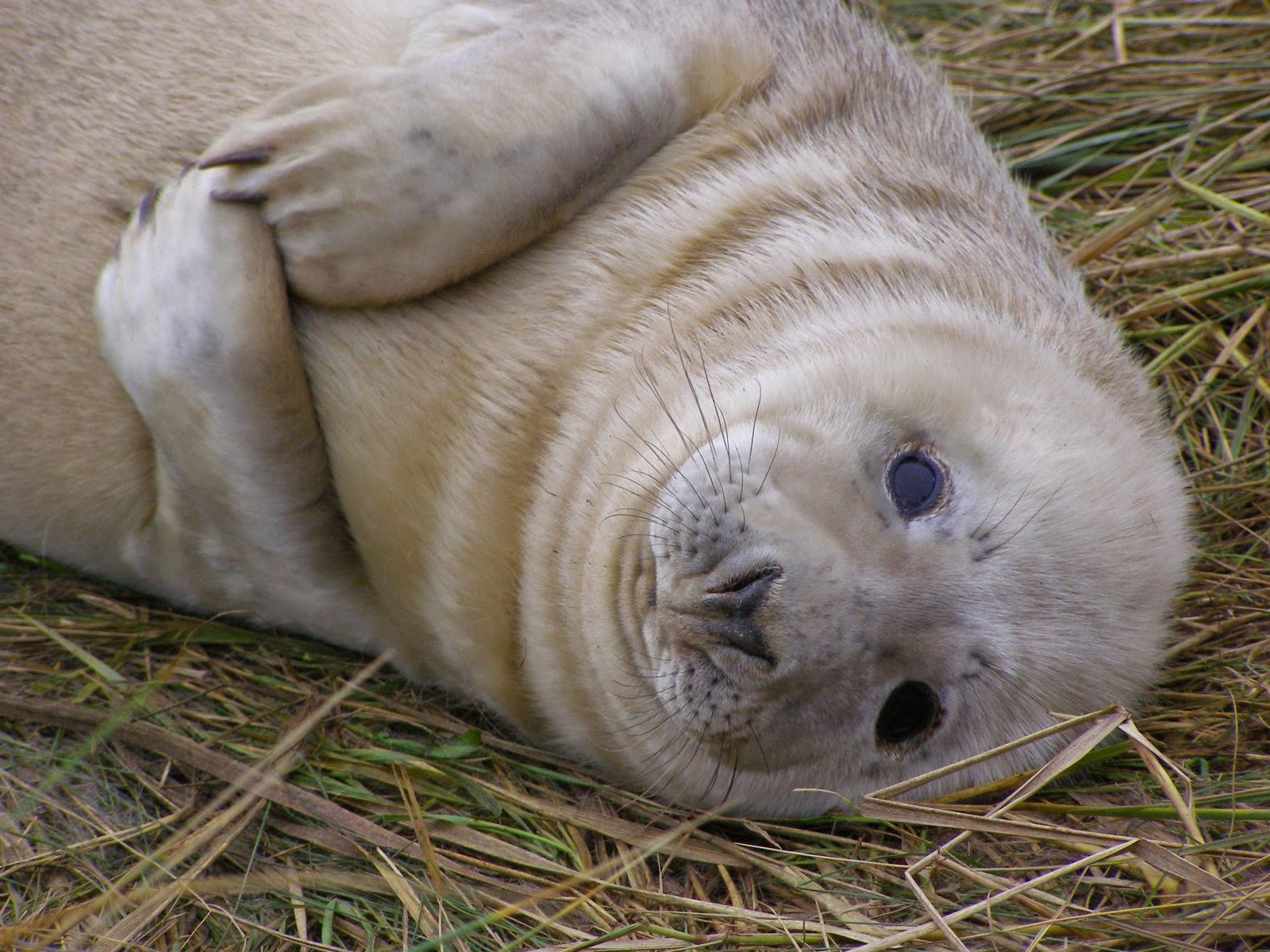 Donna Nook