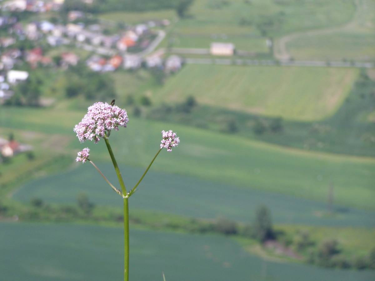 Silická planina – łąki, studnie i błocko