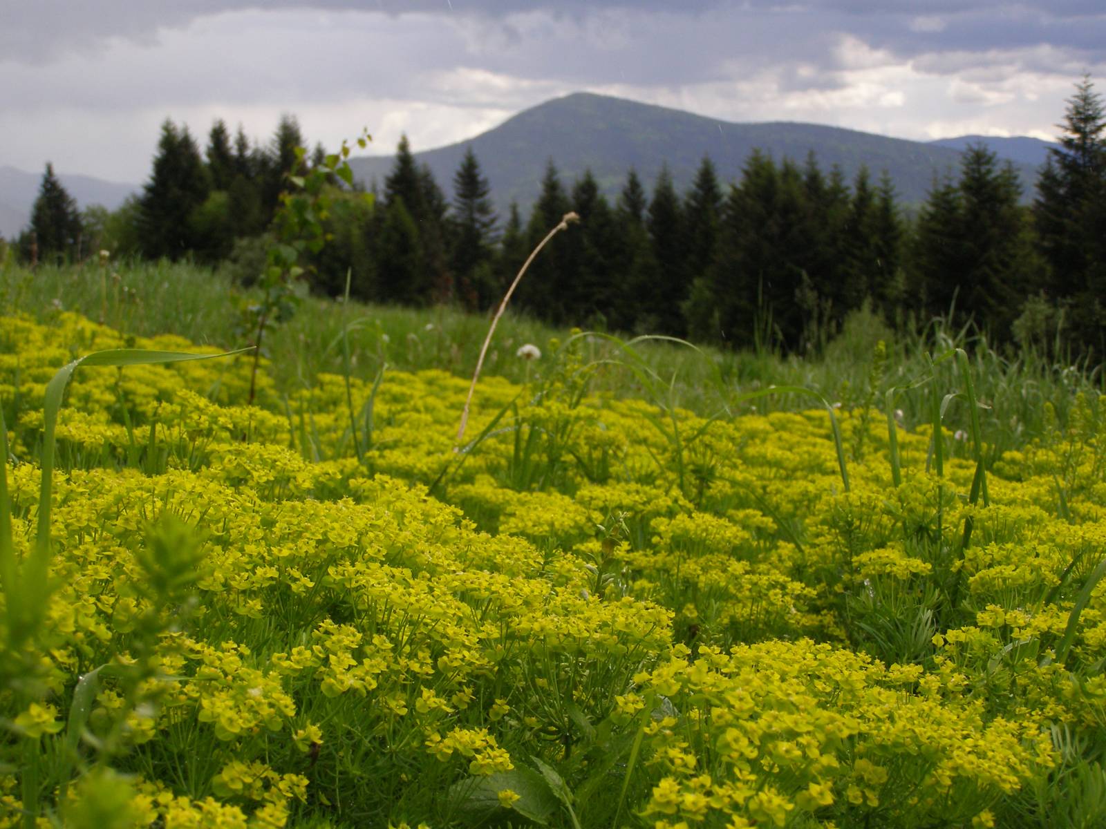 Z widokiem na Tatry. Jordanów – Zembalowa – Lubień