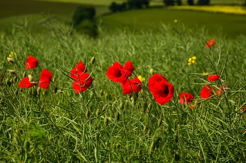 Yorkshire Wolds i Wharram Percy, czyli makowa Anglia