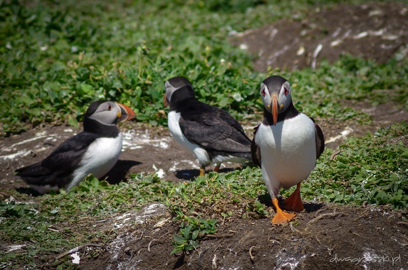 Wyspy Farne